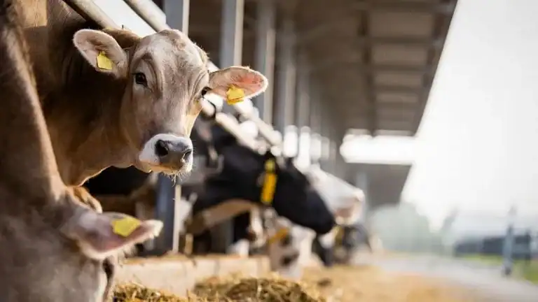 Livestock