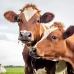 Close-up of brown and white dairy cows on lush pasture under cloudy sky, representing agriculture and farming in Africa.
