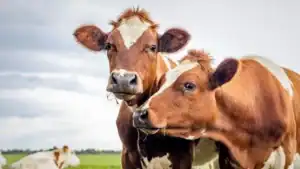 Close-up of brown and white dairy cows on lush pasture under cloudy sky, representing agriculture and farming in Africa.