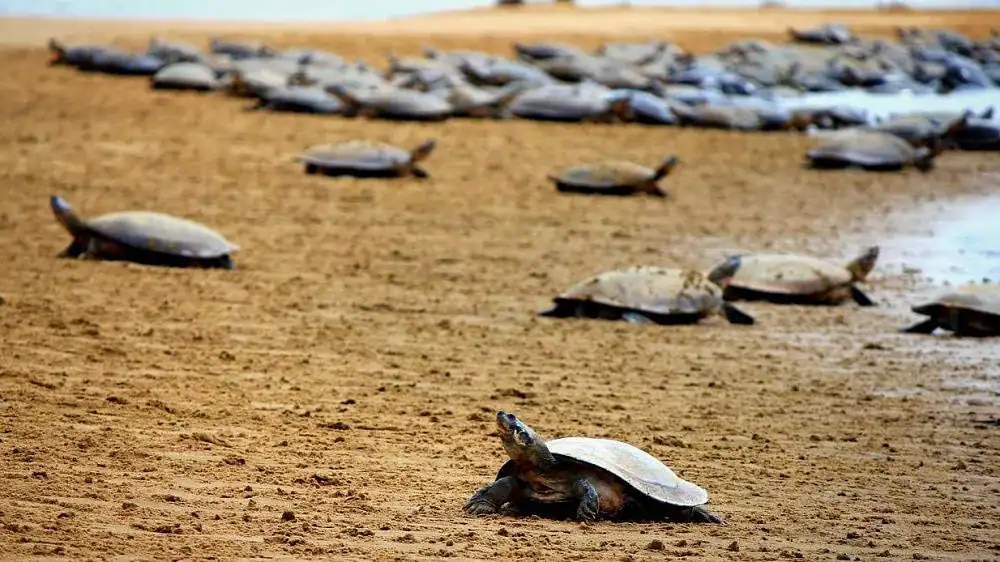 Amazon River Turtles