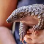 Endangered Pangolin