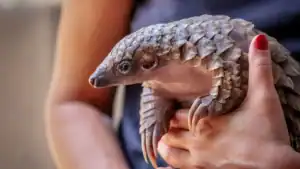 Endangered Pangolin