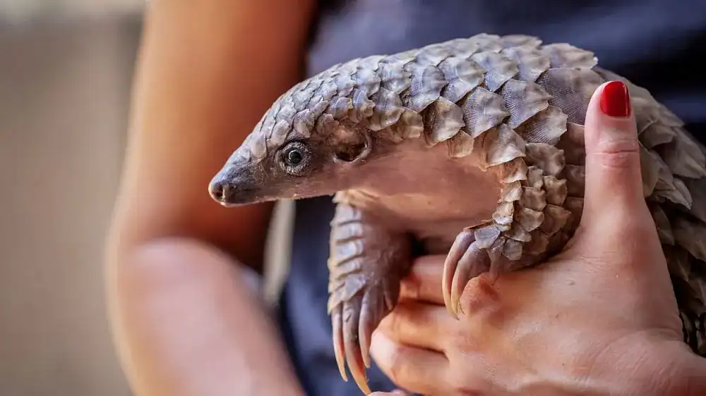 Endangered Pangolin