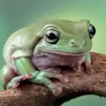 Brazil Tree Frog