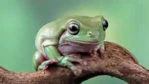 Brazil Tree Frog
