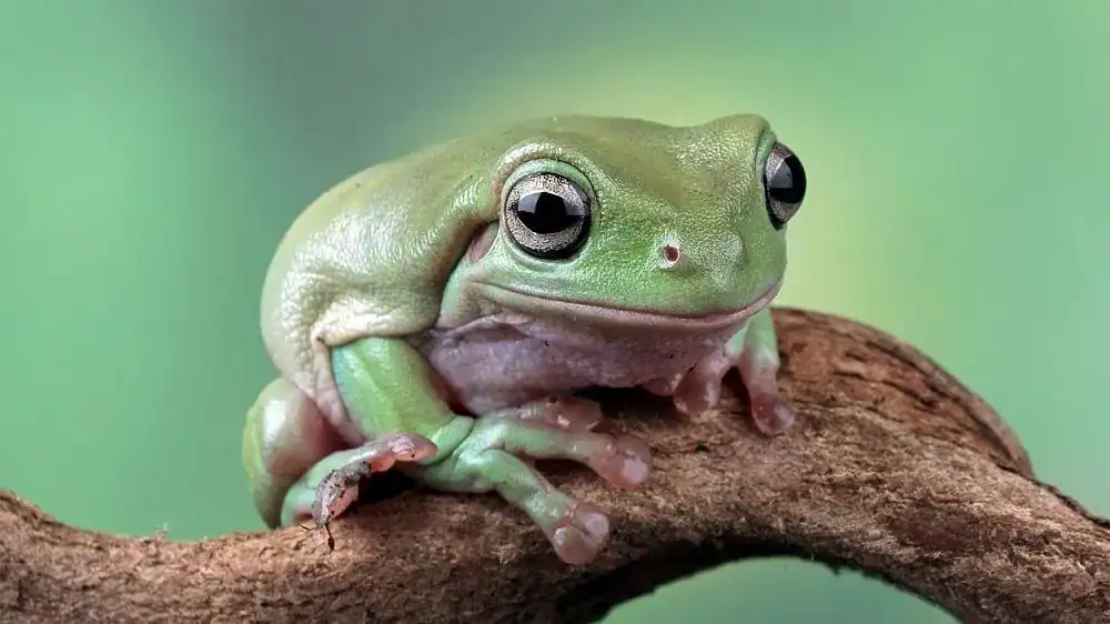 Brazil Tree Frog