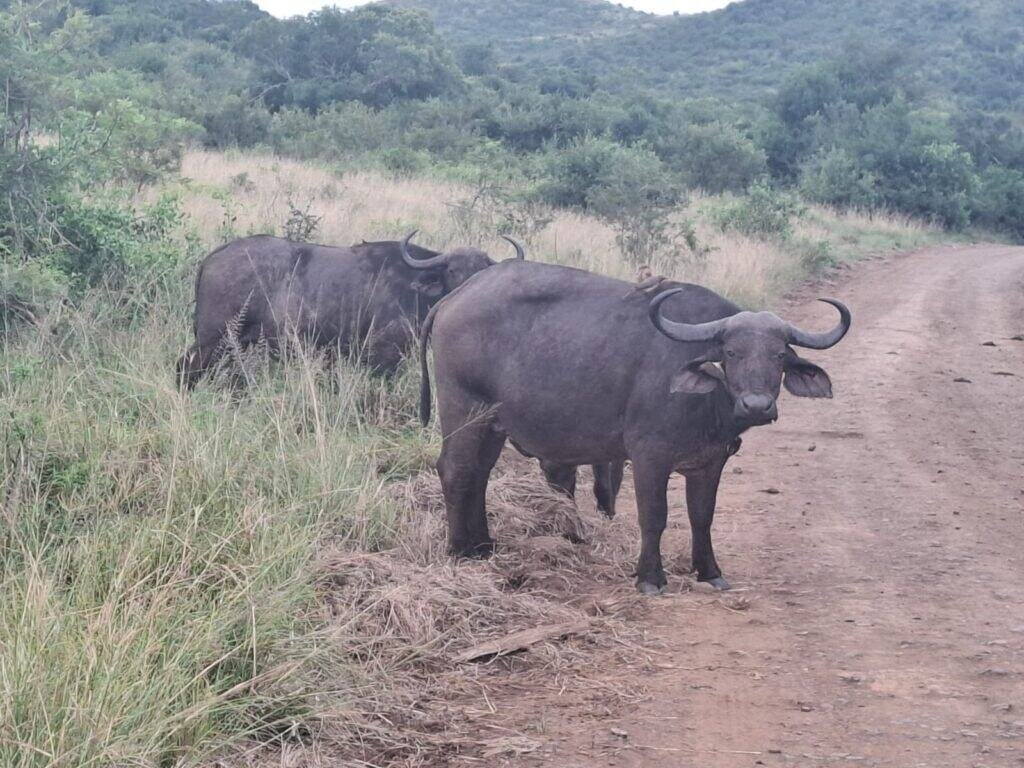 Ezemvelo KZN Wildlife