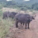 Ezemvelo KZN Wildlife