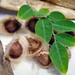 BRAZIL Moringa Seeds