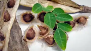 BRAZIL Moringa Seeds
