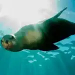 Brazil Establishes Protected Areas in Rio Grande do Sul to Preserve Biodiversity and Support Sustainable Development