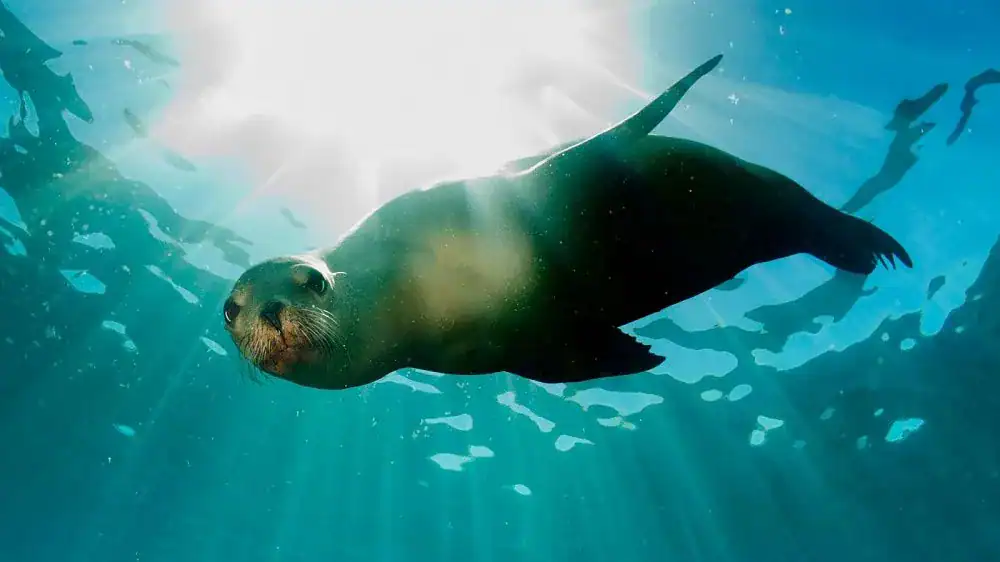 Brazil Establishes Protected Areas in Rio Grande do Sul to Preserve Biodiversity and Support Sustainable Development