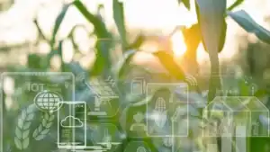 Zimbabwe Strengthens Food Security Outlook With Projected Grain Surplus