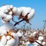 Brazilian State Sets New Cotton Export Record in March 2026