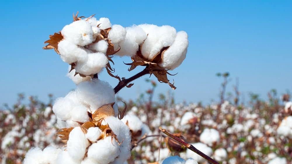 Brazilian State Sets New Cotton Export Record in March 2026