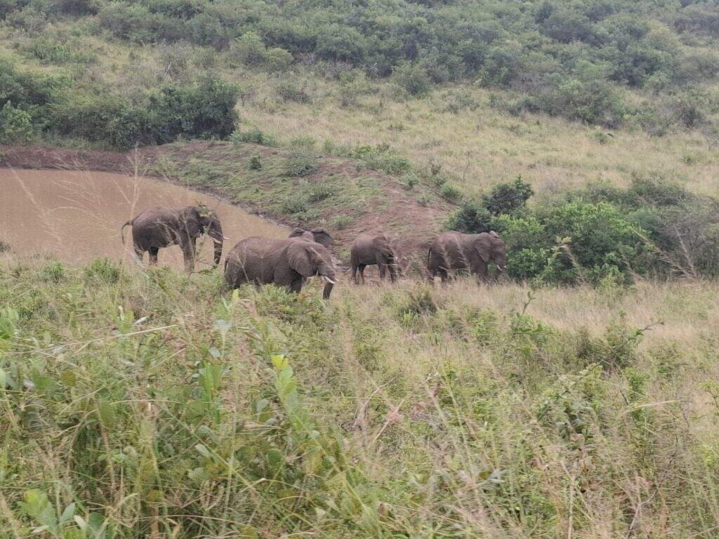 State-Owned Game Reserve in KwaZulu-Natal Seeks Space to Accommodate Surplus Elephants to Avoid Having to Kill Them