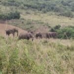 State-Owned Game Reserve in KwaZulu-Natal Seeks Space to Accommodate Surplus Elephants to Avoid Having to Kill Them