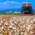 Egypt Launches National Initiative to Boost Cotton Industry and Support Small Businesses