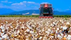 Egypt Launches National Initiative to Boost Cotton Industry and Support Small Businesses