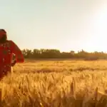 Zimbabwe Boosts Power Supply to Support Record Winter Wheat Harvest