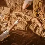Chinese Scientists Discover New Species of Feathered Dinosaur