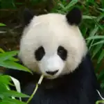 Giant Panda