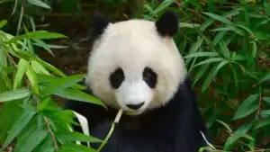 Giant Panda