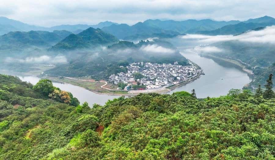An aerial drone photo taken on May 22, 2026 shows a loquat plantation on the bank of Xin'an River in Shexian County of Huangshan, east China's Anhui Province.