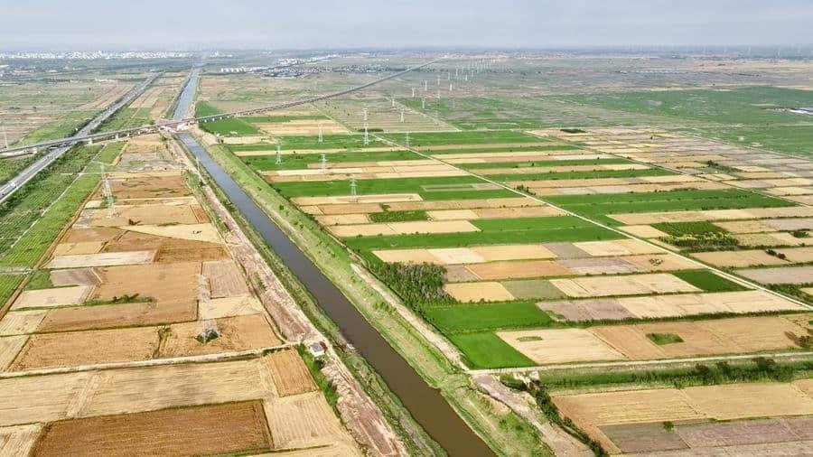 An aerial drone photo taken on June 5, 2026 shows saline-alkali wheat fields in Huanghua City, Cangzhou, north China's Hebei Province.