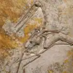 Chinese Researchers Reveal Missing Link in Evolution of Birds' Tails