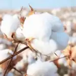 Zimbabwe Cotton
