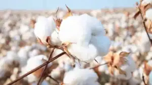 Zimbabwe Cotton