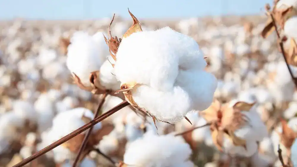 Zimbabwe Cotton