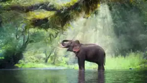 China’s Wild Asian Elephant Population Grows to Nearly 400 Through Conservation Efforts