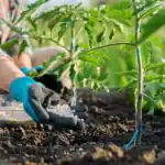 Nigeria Distributes 100,800 Bags of Fertiliser to Support Farmers