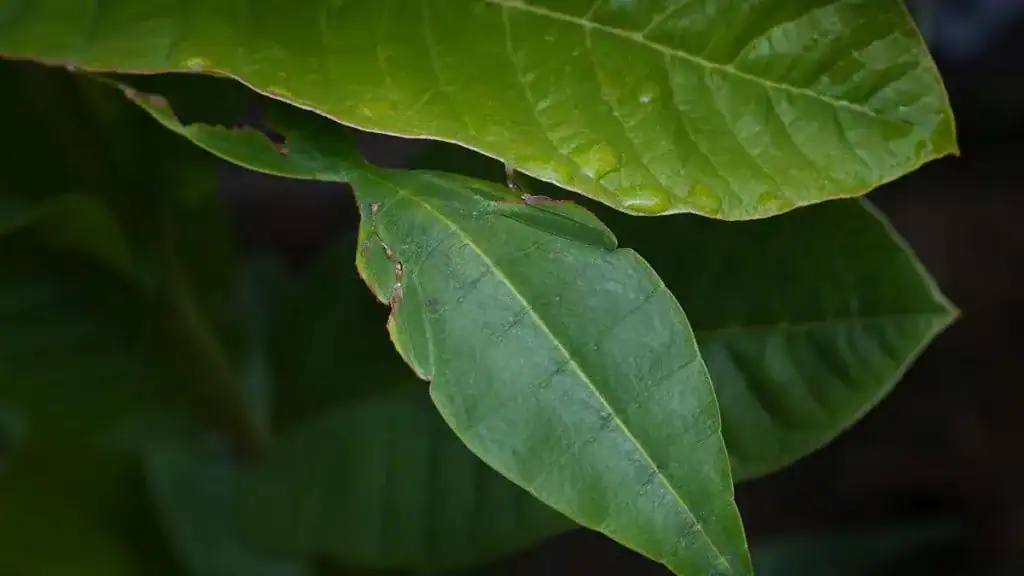 Leaf Insect