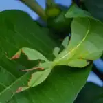 Leaf Insect