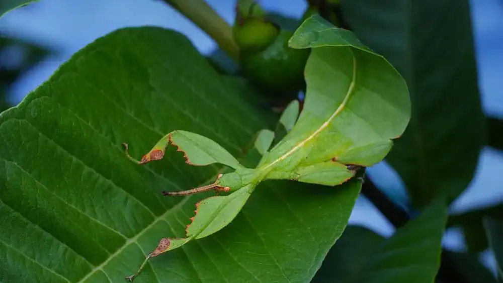 Leaf Insect