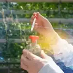 Fertilisers and Agrochemicals: Supply Chains and Trade Within BRICS