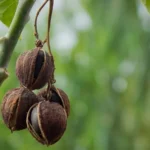 Ghanaian Researchers Develop Plant-Based Lubricant for Motorcycle Engines