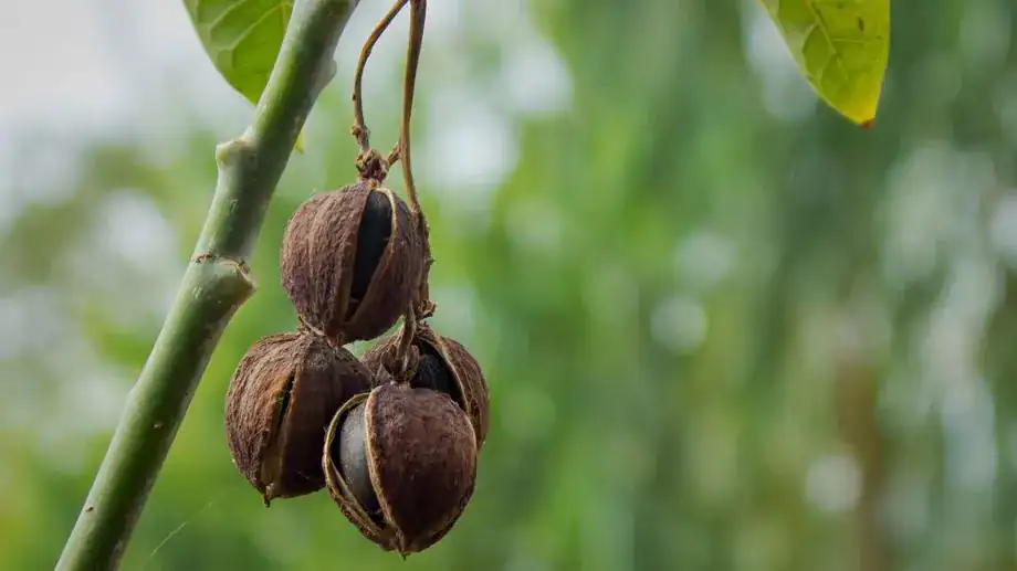 Ghanaian Researchers Develop Plant-Based Lubricant for Motorcycle Engines
