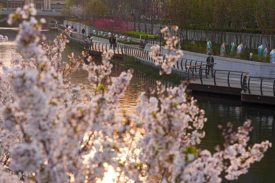 People stroll and have fun along the riverside of the Liangma River in Beijing, capital of China, April 1, 2026.