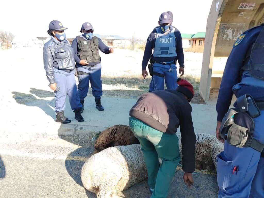 Eastern Cape Stock Theft Task Team