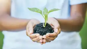 Ethiopians Aim to Plant 800 Million Trees in Single Day