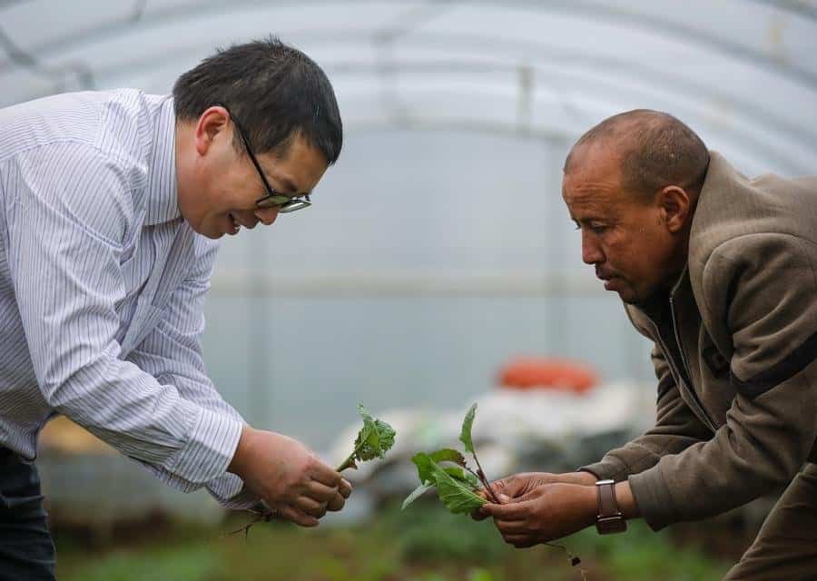 Chinese expert Li Guiqiang (L) gives instructions on vegetable cultivation at the China-Ethiopia Addis Ababa Agricultural Technology Demonstration and Training Center in Addis Ababa, Ethiopia, on Aug. 20, 2025. (Xinhua/Han Xu)
