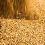 Forecast for Global Grain Harvest Increases by 7 Million Tonnes Since September